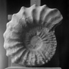 Jimnez de Cisneros, pionero de la Paleontologa